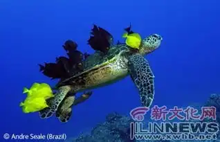 2006最佳野生动植物图片
