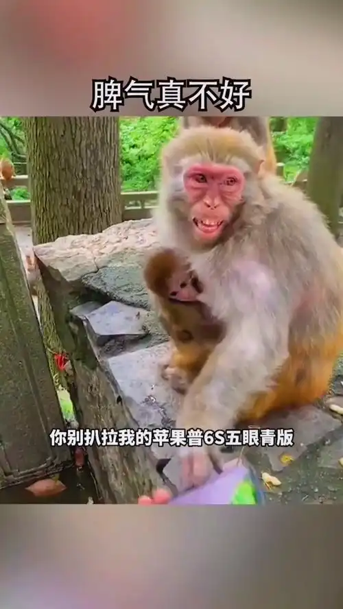 猴子还挺护崽
