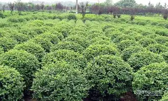 冬青树图片国家重点保护植物欣赏
