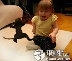 盘点动物让人抓狂的爆笑瞬间猴子围攻美女
