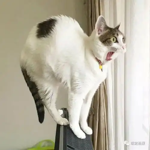 搞笑猫咪照片一箩筐
