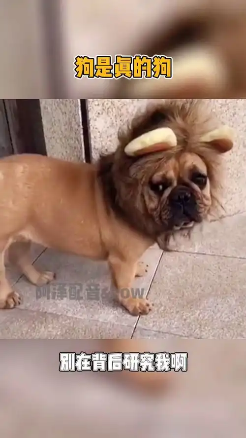 遛狗要栓绳...搞笑配音文明遛狗
