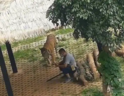 笑哭广东一大爷虎园内淡定玩手机,被老虎围住后,一番操作亮了

