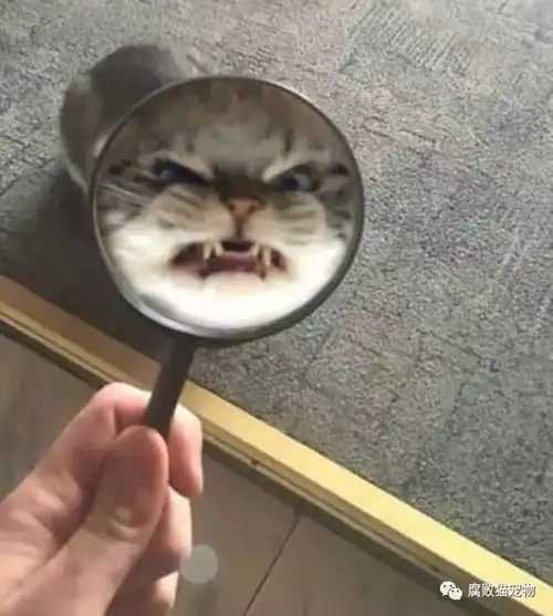 猫啊,其实也是戏剧皇后
