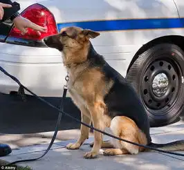 狗狗不怕死的挑衅正执行任务的警犬,主人欲哭无泪
