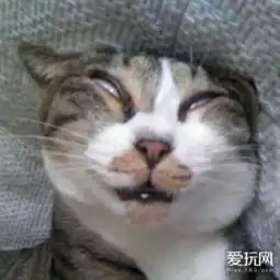 av级的猫写真铲屎官的口味实在太变态网易游戏
