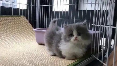好可爱小猫猫呀
