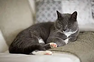 猫感冒可以用扑尔敏吗,扑尔敏治猫感冒吗
