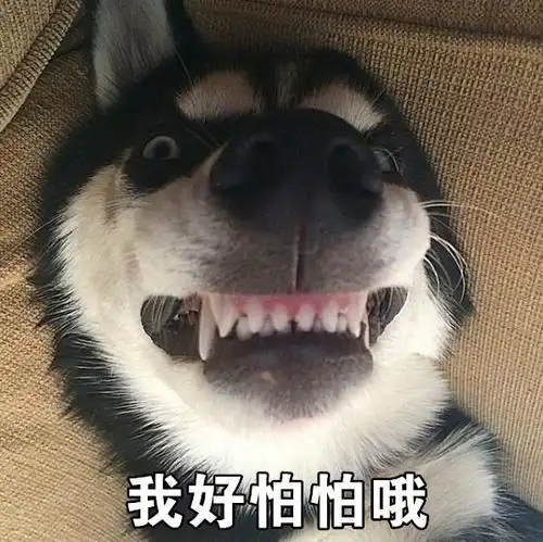 哈士奇狗界的颜值担当,随手一拍就是一张表情包
