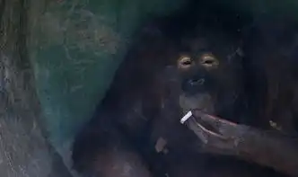 满地找烟头的猎犬被迫戒烟的猩猩动物烟鬼的滑稽百态图片新闻
