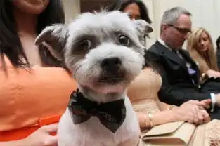 为爱犬举办婚礼狗狗穿婚纱礼服主人觉得好玩

