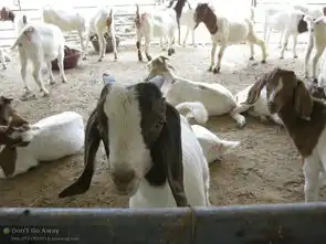 山东顺龙养殖总场销售租羊驼赁孔雀山鸡销售珍禽类有蓝孔雀鸵鸟斗鸡元宝鸡
