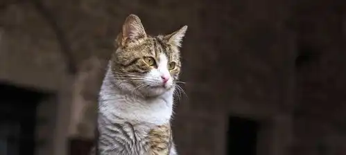 猫咪有了这五种状况时,代表时日无多了,主人要好好珍惜
