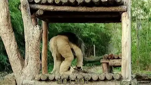 秘密动物园动物园里的动物全是人扮的,这也太搞笑了
