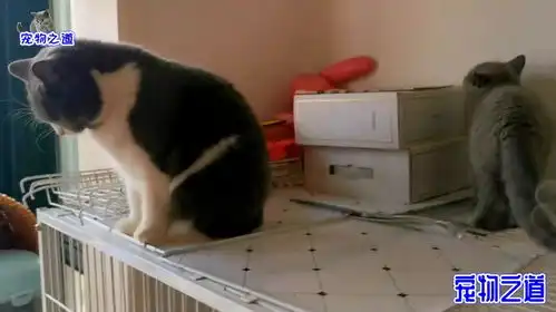 主人刚进房间,几只胖猫就凑过来要肉吃,胖公猫的表情变化太好玩
