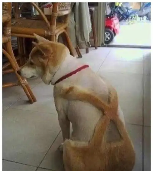 主人把二哈剃成驴,把猫咪剃成哥斯拉,还给柴犬剃了个背带裤
