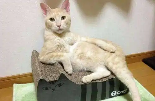 20个养猫冷知识,你未必全知道
