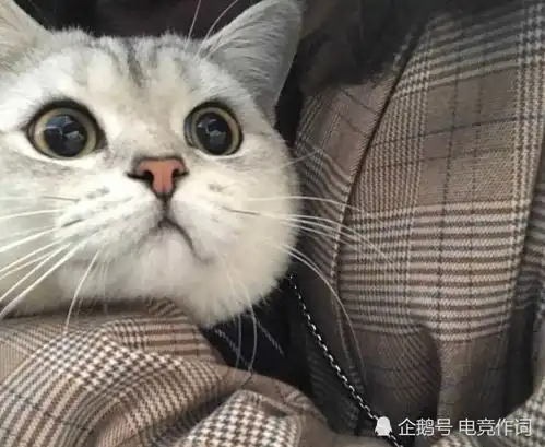 可爱小猫咪图片

