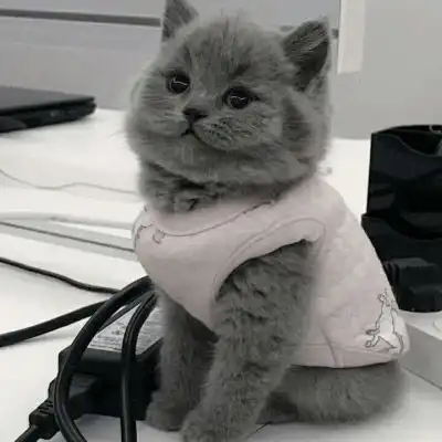 微信头像可爱猫猫咪可爱高清头像图片
