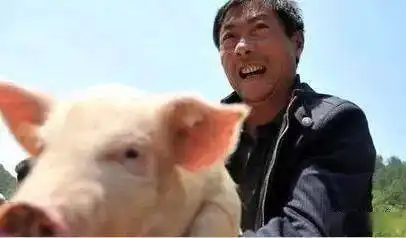 我想回家养猪怎么搞
