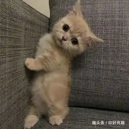 所以,这就是你开局先把王炸扔出来的理由
