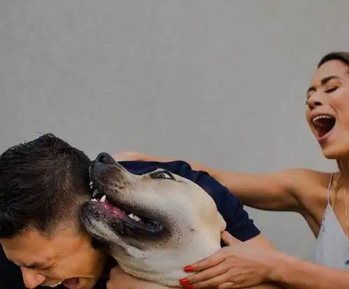 被狗狗抢镜的搞笑订婚照
