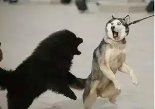狗狗搞笑图片笑话搞笑狗狗搞笑图片精选爆笑狗狗搞笑图片大全第44页别逗了

