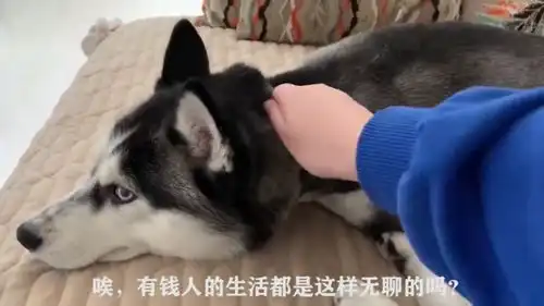 爆笑配音最近感冒,鼻子失灵了,这到底是啥味啊

