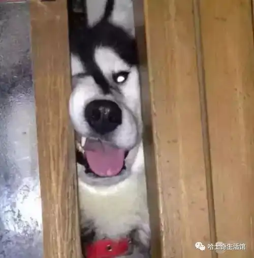 哈士奇又是哈士奇
