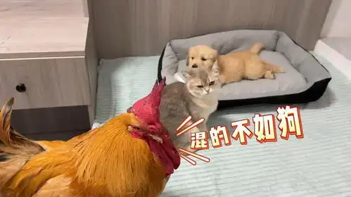 公鸡和小猫非常羡慕小狗的生活太搞笑可爱了
