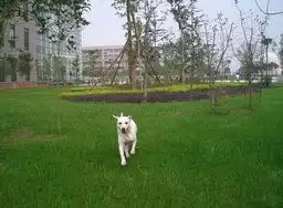 爱犬多多的阳光心情图片第10832张狗狗搞笑图片

