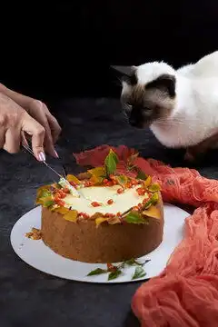 点击来源直接获取大图文件湄公短尾猫盯着带有红醋栗的蛋糕摄影搞笑猫猫高清大图

