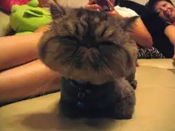 大脸的可爱
