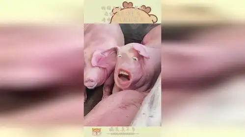 给猪头来一个特效,老妈看见都笑哭,寿命不长搞笑擅长
