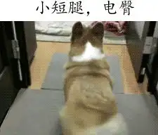 如果这些汪星人可以带一只回家,你会选择哪一只宝宝
