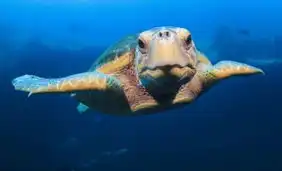 巴哈马珍稀海龟甜蜜对视潜水员

