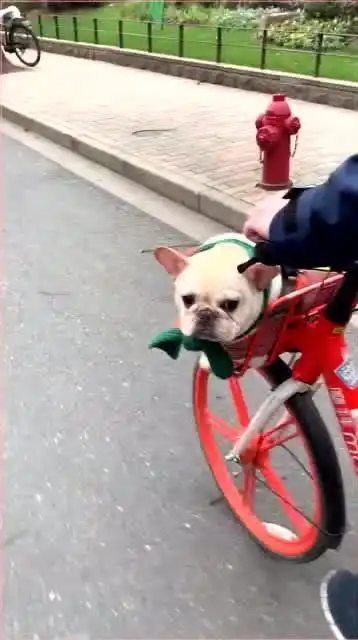 走起没坐过自行车的狗生是不完整的
