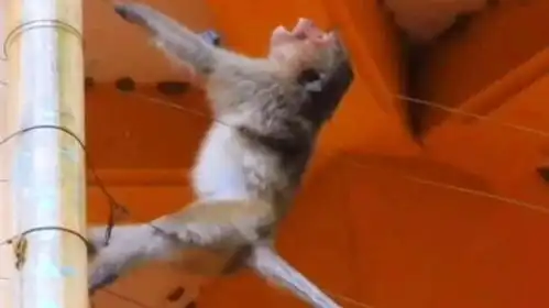 电工猴的忠告动物搞笑配音
