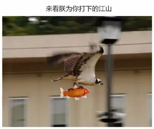 给图片配上神一样的文字,哈哈哈哈
