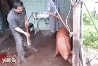 杀猪
