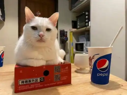 搞笑图片网友跟猫一起相处快两年了,还是觉得自己养的不是猫
