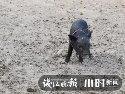 后续猪小妹认了干妈,已经能自己吃东西了,征名活动近日将出结果
