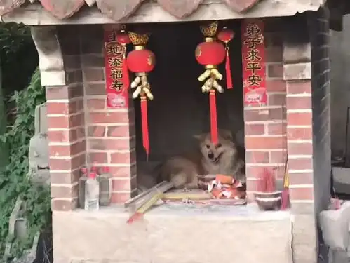 搞笑图片老丈人空手上门,我炖只鸭招待他
