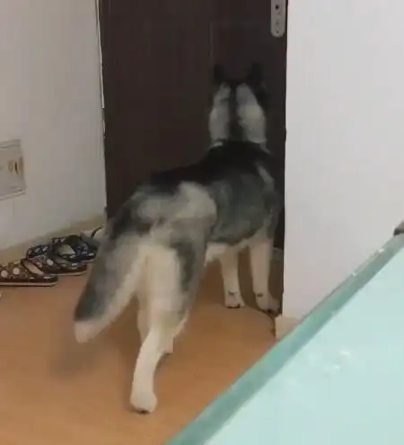 主人出门留二哈独自在家,家里的摄像头记录到了二哈的罪行
