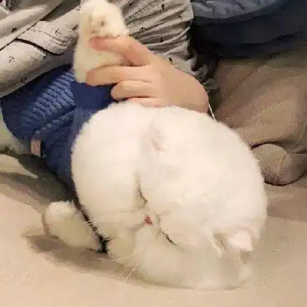 萌宠头像爷不是你的小浣熊
