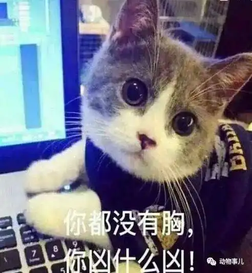 很火的可爱猫咪表情包大全萌猫表情包有没有俘获你的心呢
