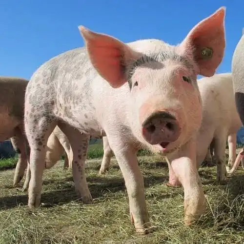 猪肉价格啥时候能降下来看看国家怎么说
