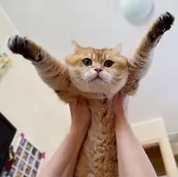 俄罗斯网红猫hosico圈粉百万网友ps恶搞太空箱中乖巧萌照
