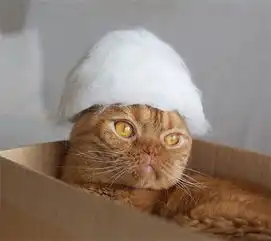 猫咪毛球手术多少钱,猫得了毛球症好治吗
