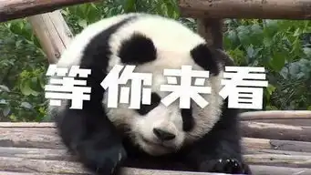 滚滚来啦首届中国大熊猫国际文化周系列活动将在京举办
